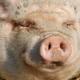 Illustration for article titled Oh Great, Swine Flu Is Back!